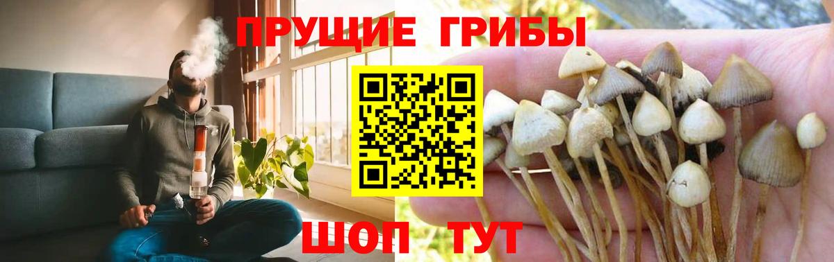 Галлюциногенные грибы Psilocybine cubensis  Галлюциногенные грибы прущие грибы  Тула  Вход с VPN 